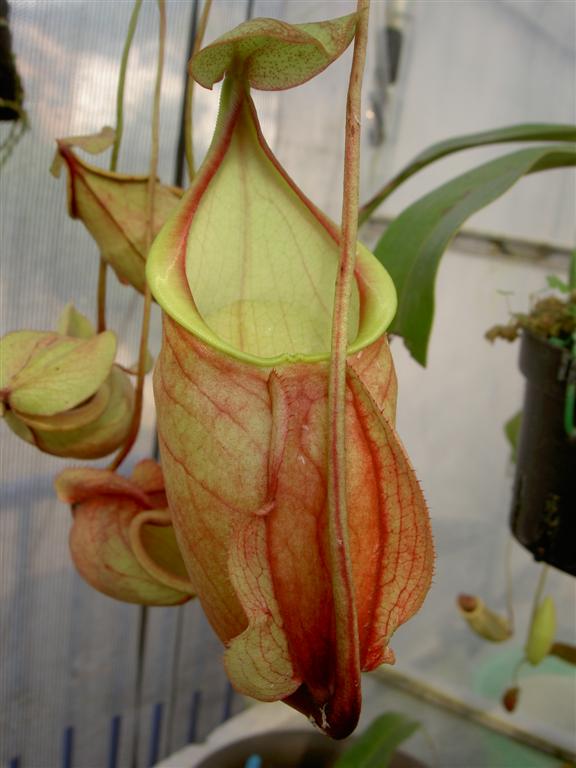 Nepenthes globosa 3